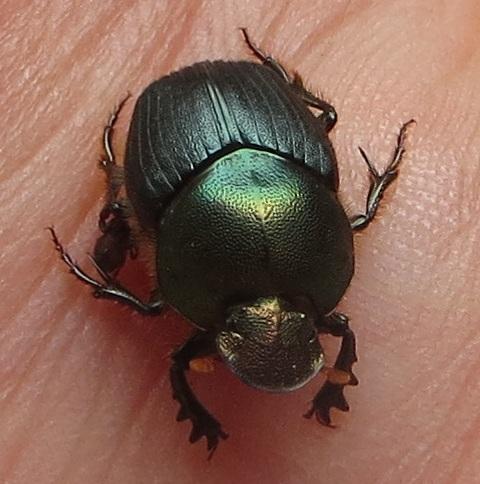 East Coast Shade Dung Beetle