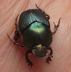 Proagoderus aciculatus