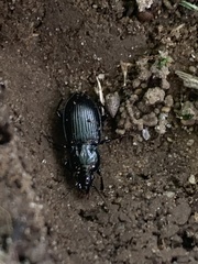 Pterostichus mutus
