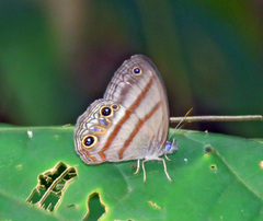 Cissia terrestris