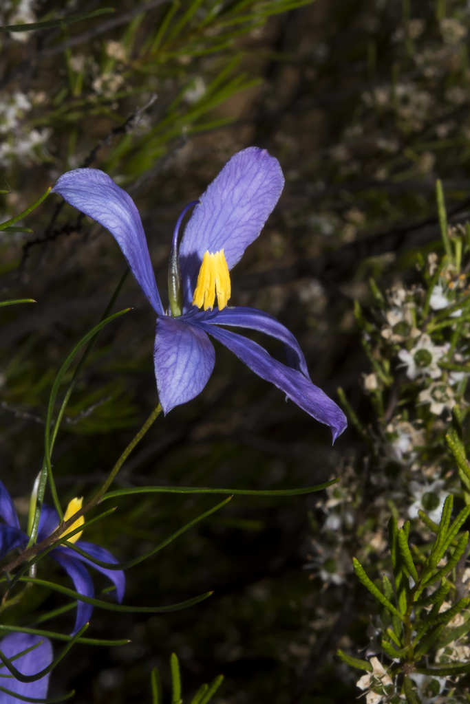 Cheiranthera simplicifolia