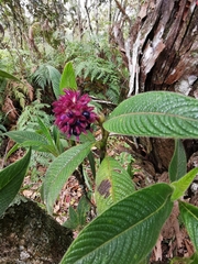 Palicourea erythrocephala