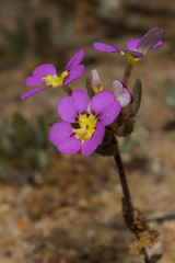 Levenhookia leptantha