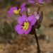 Trumpet Stylewort - Photo (c) Sue Jaggar, some rights reserved (CC BY-NC-ND), uploaded by Sue Jaggar