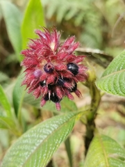 Palicourea erythrocephala