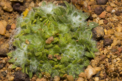 Chthonocephalus pseudevax