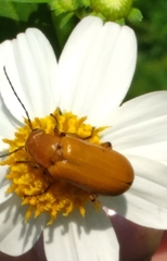 Nemognatha punctulata