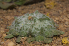 Chthonocephalus pseudevax