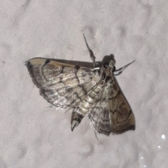 Salbia