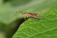 Carmenta rubricincta