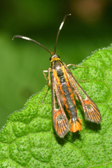 Carmenta rubricincta