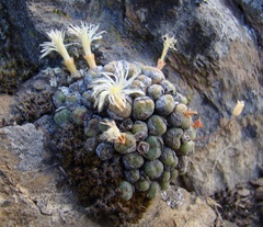 Conophytum ficiforme