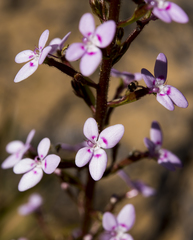 Stylidium confluens