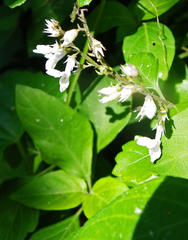 Plectranthus lucidus