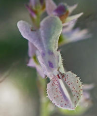 Plectranthus lucidus