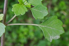 Plectranthus lucidus