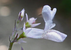 Plectranthus lucidus