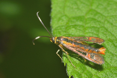 Carmenta rubricincta