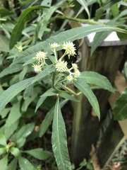 Verbesina walteri