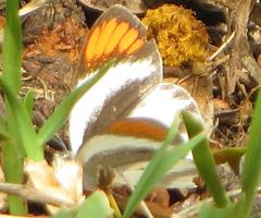 Colotis euippe omphale