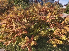 Sorbaria sorbifolia