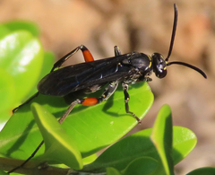 Ceropales bipunctata