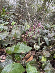 Pleurothallis phalangifera