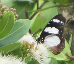 Amauris ochlea ochlea