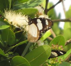 Amauris ochlea ochlea