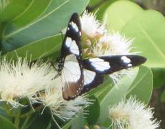 Amauris ochlea ochlea