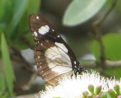 Amauris ochlea ochlea