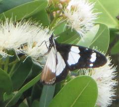 Amauris ochlea ochlea