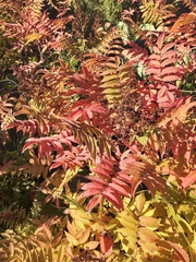 Sorbaria sorbifolia