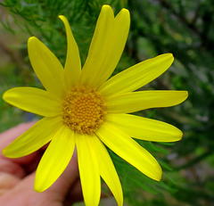 Euryops abrotanifolius