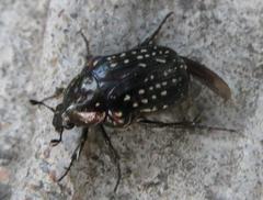 Elaphinis delagoensis