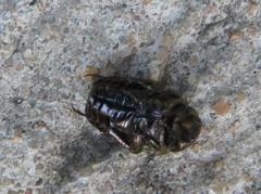 Elaphinis delagoensis