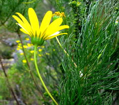 Euryops abrotanifolius