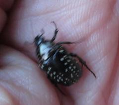 Elaphinis delagoensis