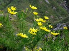 Euryops abrotanifolius