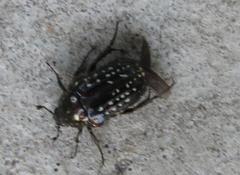 Elaphinis delagoensis