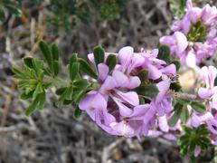Indigofera flabellata