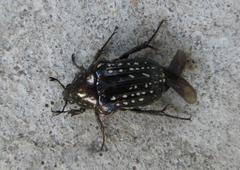 Elaphinis delagoensis