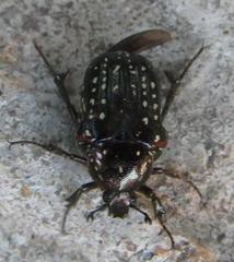 Elaphinis delagoensis