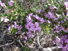 Indigofera flabellata