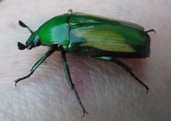 Chlorocala africana subsuturalis