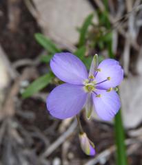Heliophila subulata