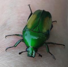 Chlorocala africana subsuturalis