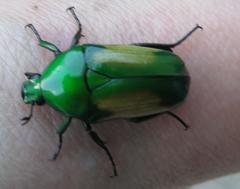 Chlorocala africana subsuturalis