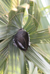 Cypsiurus parvus myochrous