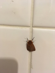 Phragmatobia fuliginosa